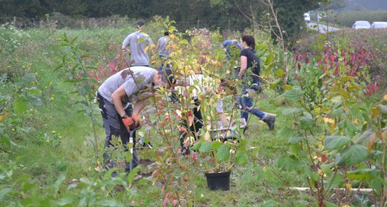 Shipley Planting Project