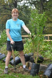 green project privet hedge planting